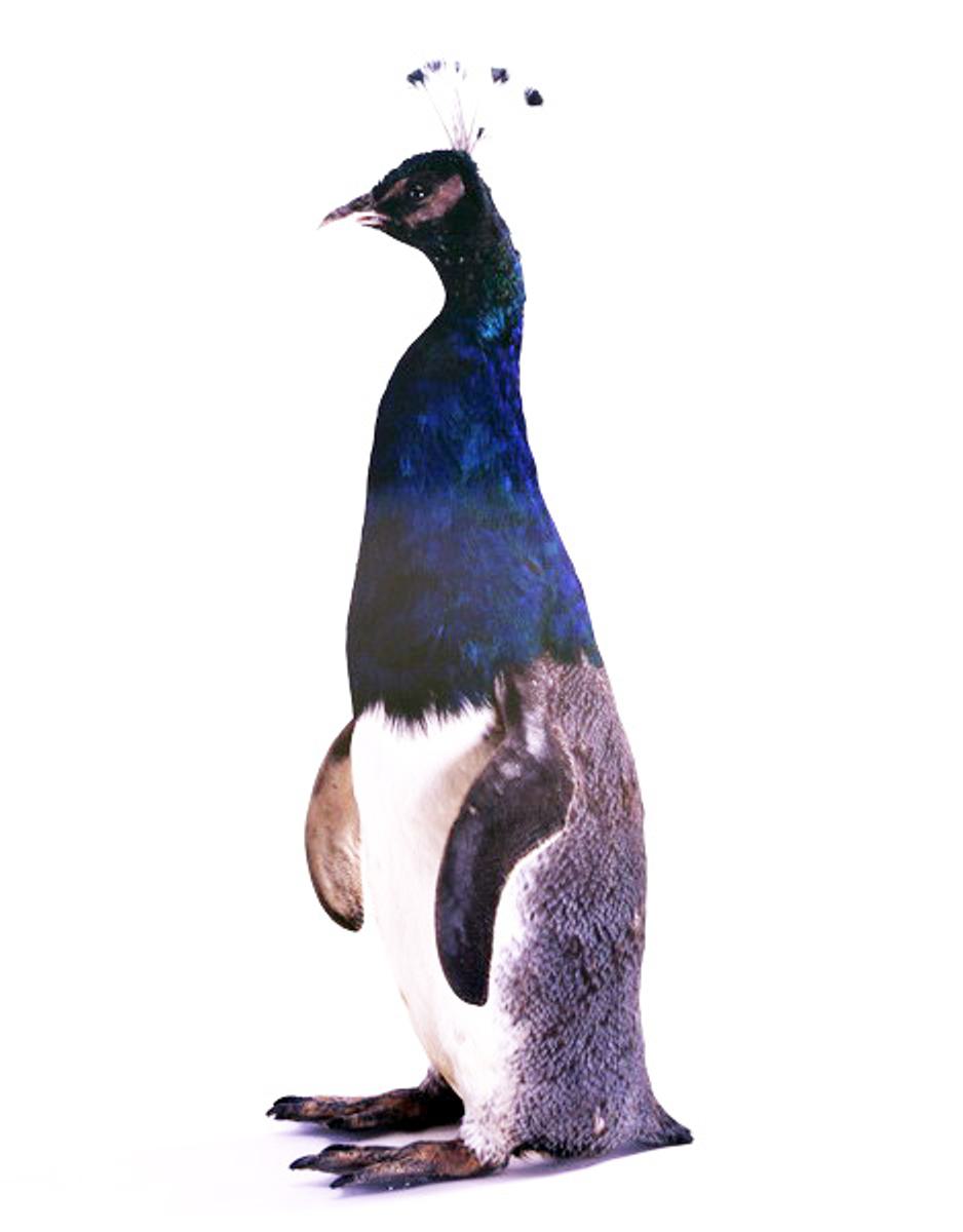 Thomas Grünfeld 05/09 Misfits (penguin/peacock) taxidermy for sale