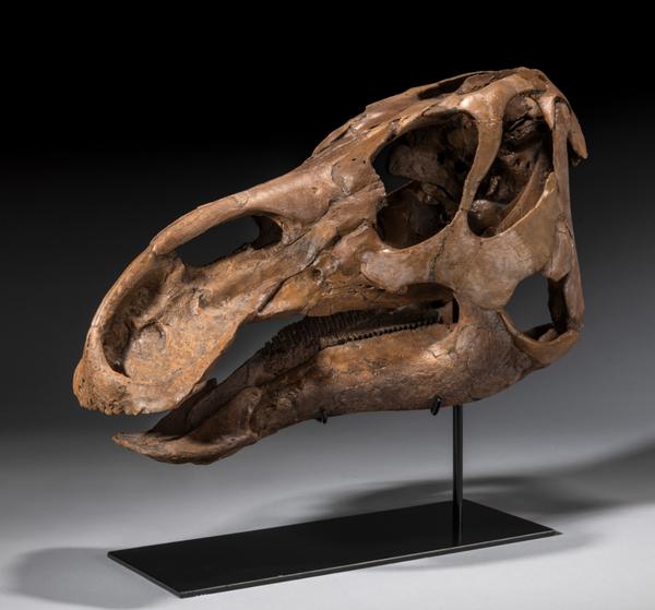 Fossilised Skull of an Edmontosaurus - Prehistoric Objects