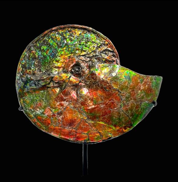 Iridescent Ammonite (ammolite) - Prehistoric Objects