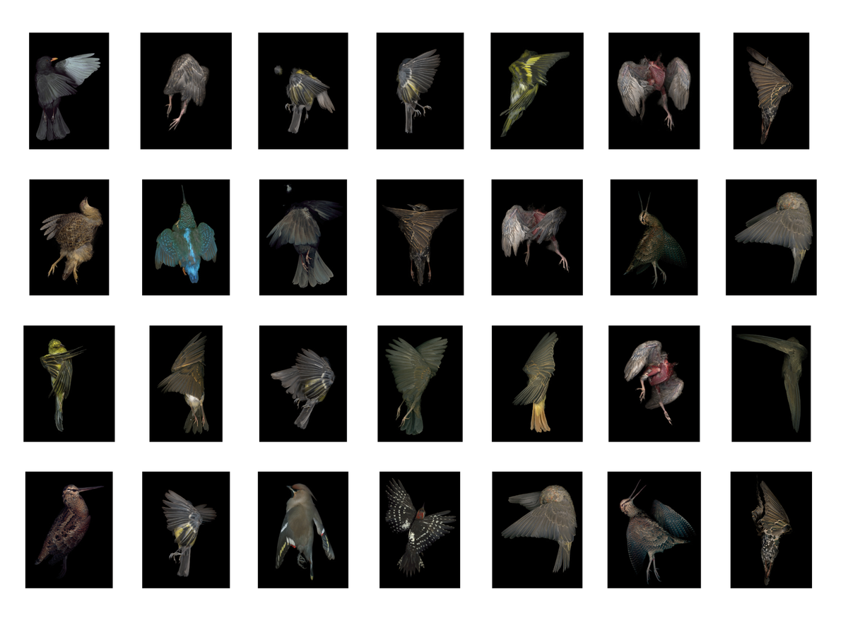 CC14 XX LECEIJEWSKI Aves 2003 2009 WEB